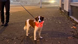 Verlicht hondje in de mist