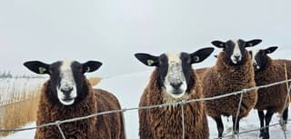 Nieuwschierige schapen in de sneeuw vanmiddag 