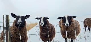 Nieuwschierige schapen in de sneeuw vanmiddag 