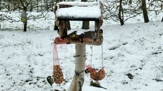 Familie koolmees aan tafel.