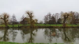 Leuke bomen met reflectie in het water