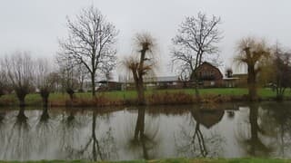 grijze dag met bomen en reflectie
