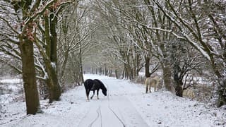 Paarden in de sneeuw