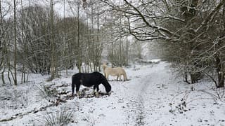 Paarden in de sneeuw