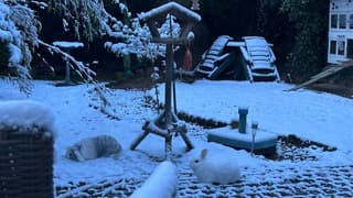 Een dun laagje winter. Zoeken naar voedsel. 