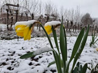 Mooi contrast, narcissen in bloei in de sneeuw 