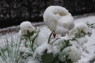 Rozen in sneeuw 