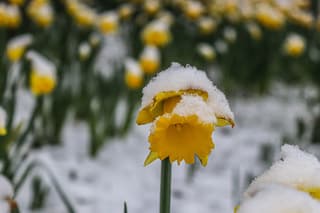 Laagje sneeuw op trompet narcis