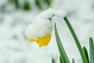 Narcis in de sneeuw