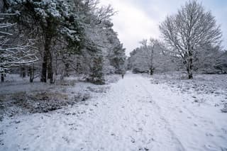 Wandeling met de hond