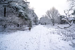 Wandeling met de hond
