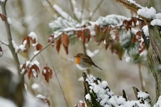 Roodborstje en sneeuw 