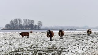 Schapen in de sneeuw