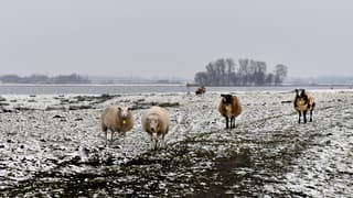 Schapen in de sneeuw
