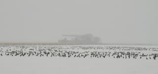 Grauw (ganzen)weerbeeld 