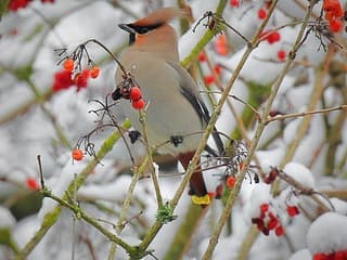 De pestvogel in de sneeuw