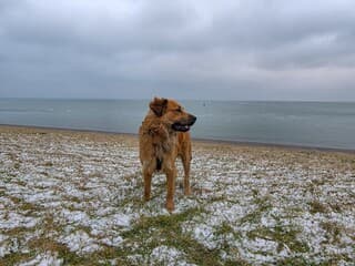 het is bewolkt,grijs,droog weer met koude wind...