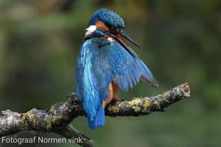 Mijn prachtige ijsvogel foto leuk om te delen 