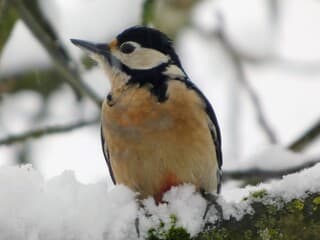 Dit weekend tuinvogel telling 