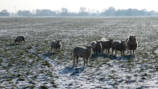 Schapen genieten