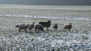 Schapen op een besneeuwde weiland 