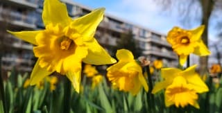 Lijkt wel voorjaar in Beverwijk vanmiddag 