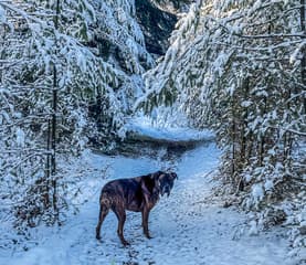 Sneeuw wandeling 