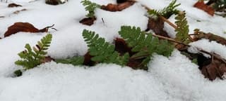 Het dooit en rustig winterweer 