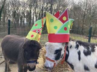 Op de boerderij het hoefveld van  zorginstelling Koraal Parkstad - Op de Bies & Gastenhof hebben Sjors en Sjimmie hebben zin in carnaval  / vasteloavend ?2026 met de steek dank aan A&o en het wordt mo