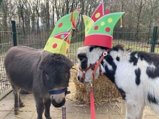 Op de boerderij het hoefveld van  zorginstelling Koraal Parkstad - Op de Bies & Gastenhof hebben Sjors en Sjimmie hebben zin in carnaval  / vasteloavend ?2026 met de steek dank aan A&o en het wordt mo