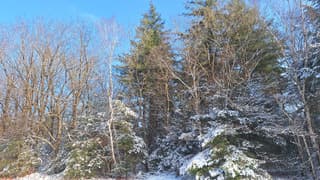 besneeuwde bomen tegen blauwe lucht