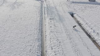 Hond wandelt in de sneeuw