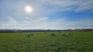 schapen in zonnige weide