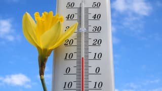 Voorjaar: zon, narcis en 11,5 graden