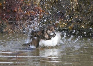 Badderende steenloper