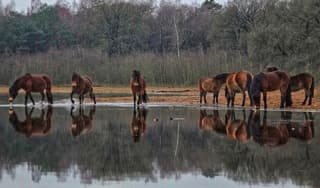 Exmoorpony's genieten van het rustige weer