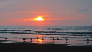 Meeuwen op het strand bij zonsondergang