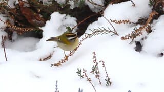 het kleinste vogeltje in Nederland gespot: vuurgoudhaantje