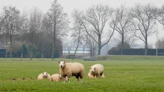 Grijs weer met schapen