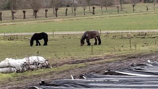 De paarden krijgen bij voeding 