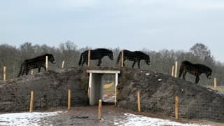 Paarden over natuurviaduct