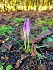 Lente in Heeswijk-Dinther