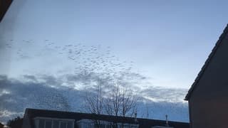 Vogels zoeken slaapplek, fantastisch schouwspel 