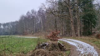 Boswandeling in Drenthe 