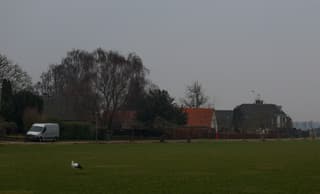 Ooievaar in Millingen aan de Rijn
