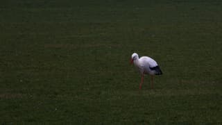 Ooievaar op zoek naar eten in de wei