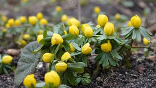 Winterakonieten in het Bos