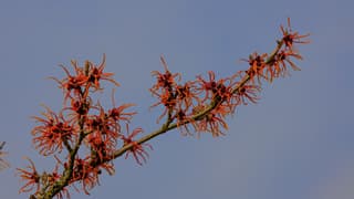 Oranje Toverhazelaar