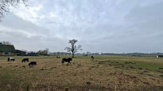 Paarden, pony's en ezel bij lichte opklaringen aan het hemeldek