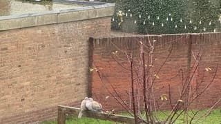 Duiven die zich warm houden aan elkaar